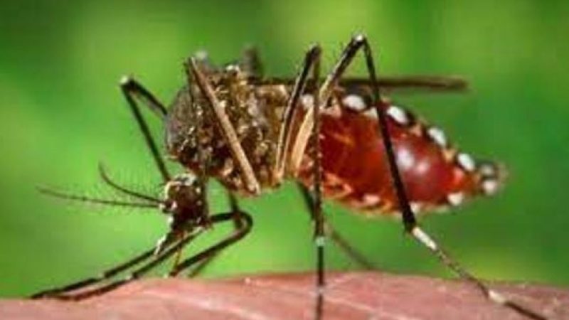 Confirman la muerte de un hombre de 42 años por dengue en La Plata