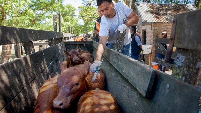 Fiebre aftosa: requisitos para el movimiento de bovinos y bubalinos en la campaña 2024