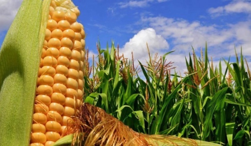 Eliminan los cupos a la exportación de trigo y maíz