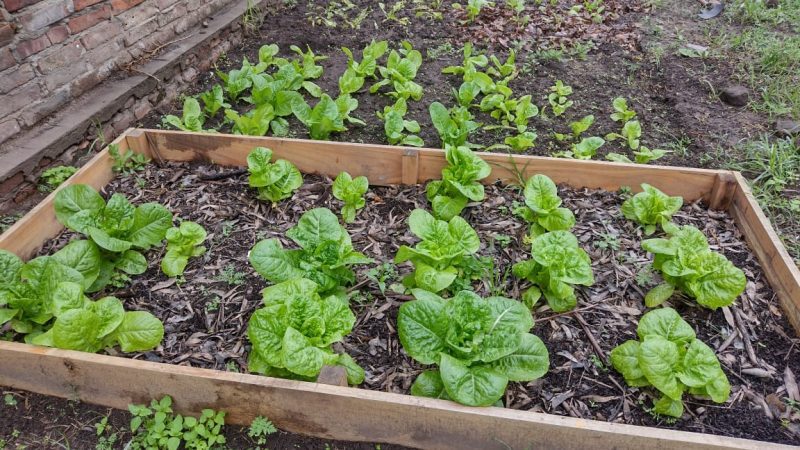 Las huertas agroecológicas y la soberanía alimentaria