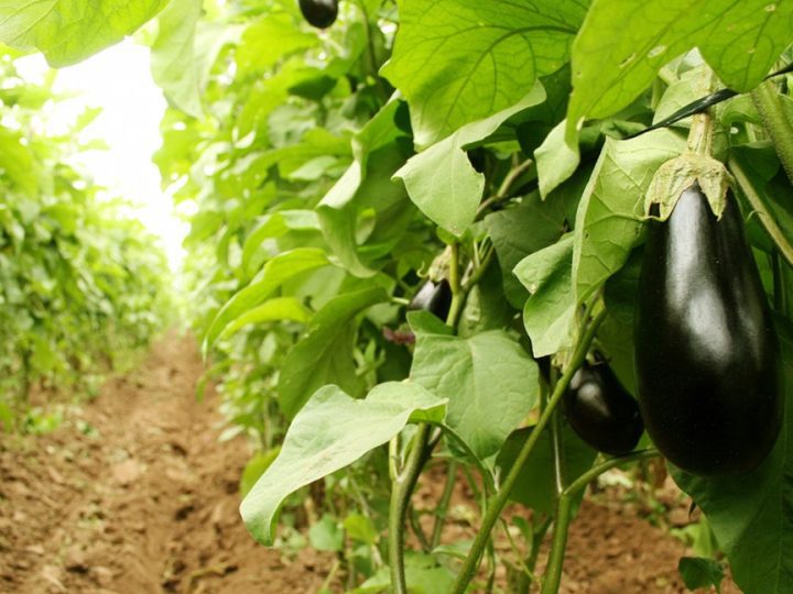 Buenas prácticas agrícolas en la producción de hortalizas para garantizar su inocuidad