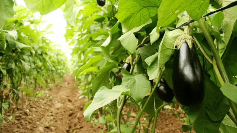 Buenas prácticas agrícolas en la producción de hortalizas para garantizar su inocuidad