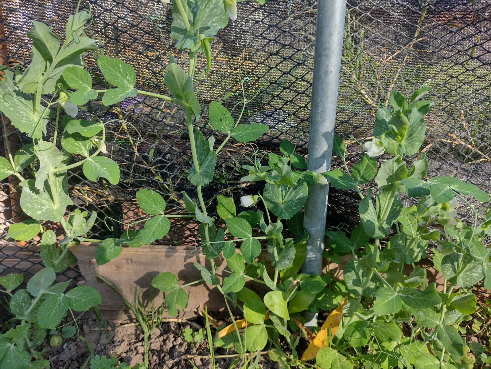 El frío intenso de junio y julio en la huerta