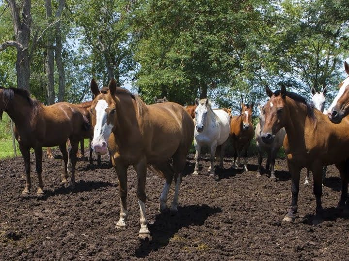 Encefalomielitis equina: pautas sanitarias para la prevención de la enfermedad