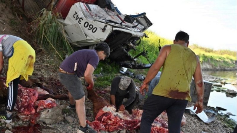 Luego de volcar camión jaula con vacas, los vecinos las faenaron a todas