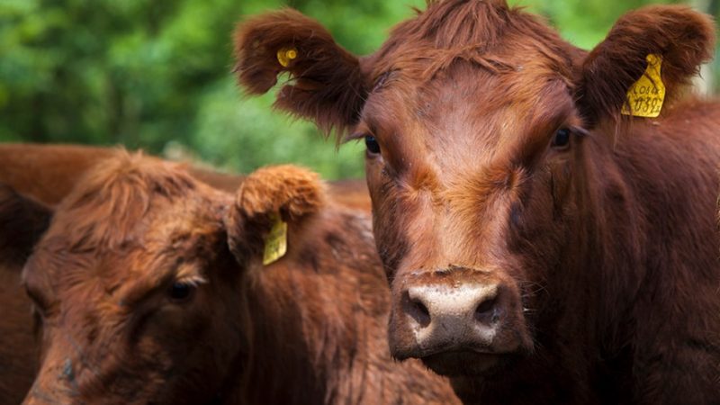 Recomendaciones para evitar el estrés térmico en los animales durante la época estival