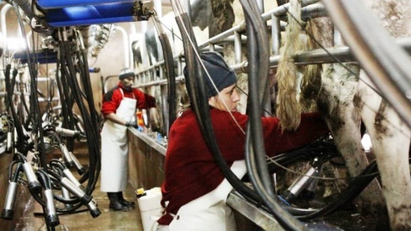 En primer año de Milei cerraron más de 1.000 tambos