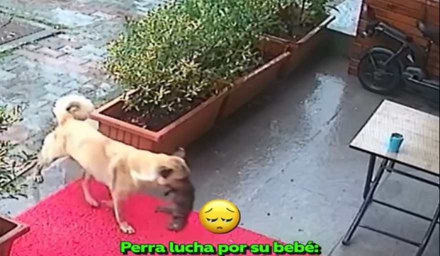 Una perra lleva a su cachorrito moribundo a una veterinaria y ¡le salvan la vida!