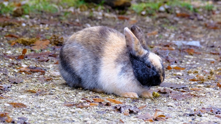 Cómo viajar a otro país con un conejo, hámster u otras mascotas no tradicionales