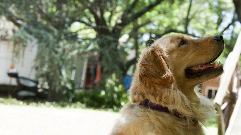 Consideraciones necesarias para viajar con una mascota dentro de la Argentina