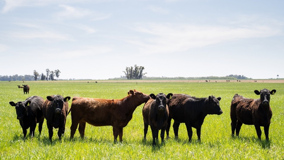 Se modificaron los plazos para campos exportadores de ganado a la Unión Europea