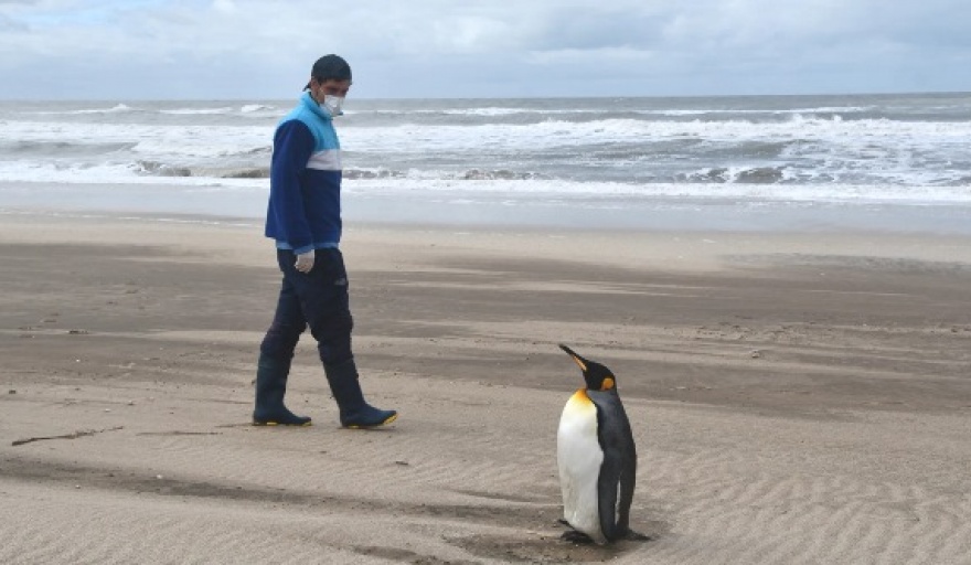 Extensa recuperación y un emotivo regreso al mar de un pingüino rey