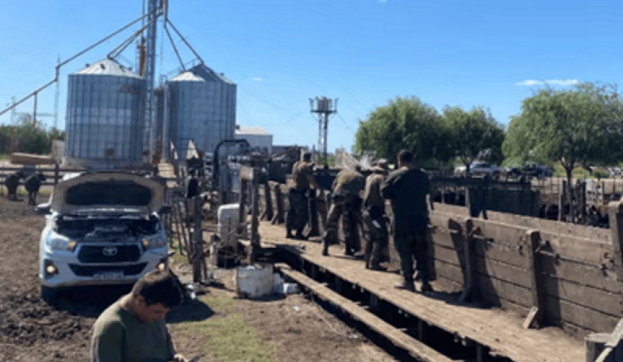 Investigan estafa millonaria con ganado que afectó a una firma agropecuaria en $300 millones
