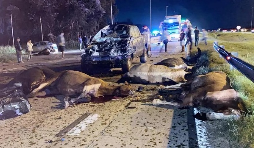 Una mujer y once caballos murieron tras un choque múltiple en la Ruta 6