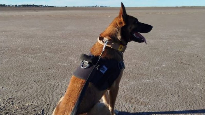 Tokio, la perra rescatista de Villa Gesell, volvió a cumplir un rol clave en Bahía Blanca
