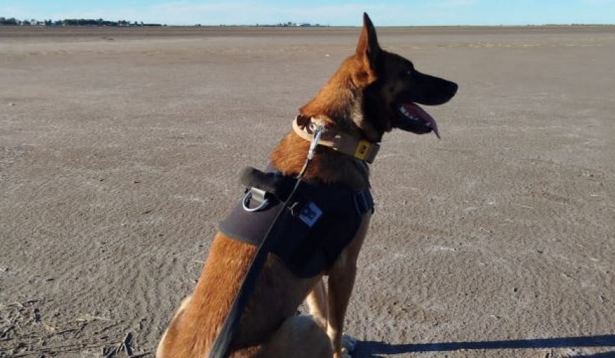 Tokio, la perra rescatista de Villa Gesell, volvió a cumplir un rol clave en Bahía Blanca