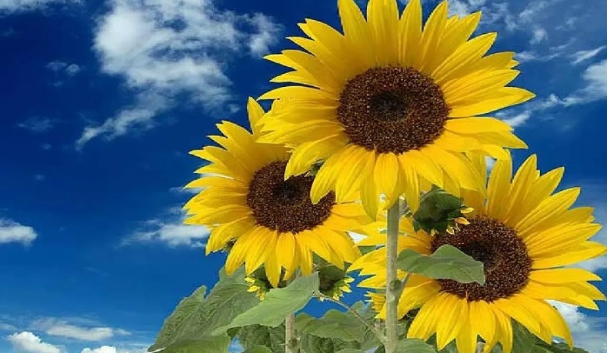 Cosecha de girasol 2024/25: aumentó un 28,2% interanual, pero no alcanzó récord histórico