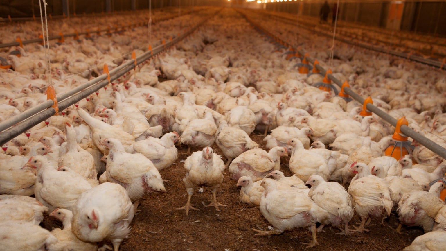 Argentina refuerza controles de Influenza aviar por un brote en granja comercial en Brasil
