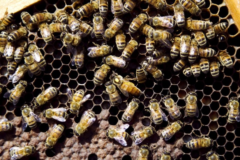 La importancia de la sanidad en los apiarios para evitar el ingreso y dispersión del PEC