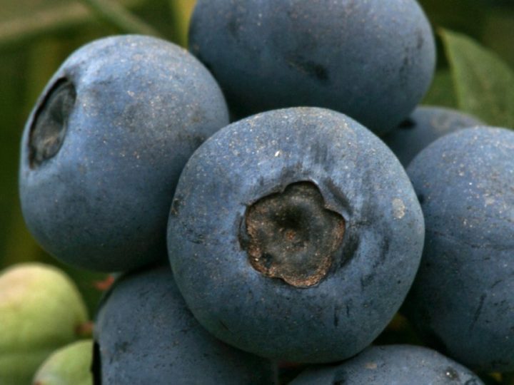 Mejoran las condiciones del ingreso a Brasil de las frutas frescas argentinas